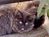 「「このままでは死んでしまう」寒波直前、風邪で弱った子猫2匹を保護、「葉っぱだらけの野良猫から美人姉妹に」」の画像1