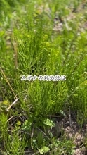「地獄草」スギナは「抜かずに刈る」　刈った草はそのまま土へ…庭の土も草も変わる“戦わない庭づくり”に1.3万いいね「目からウロコ」