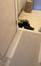 「うわーー、やられたーー」10カ月の柴犬にプレゼントした「ひんやりマット」→翌朝まさかの姿に「財布がひんやりしたね」