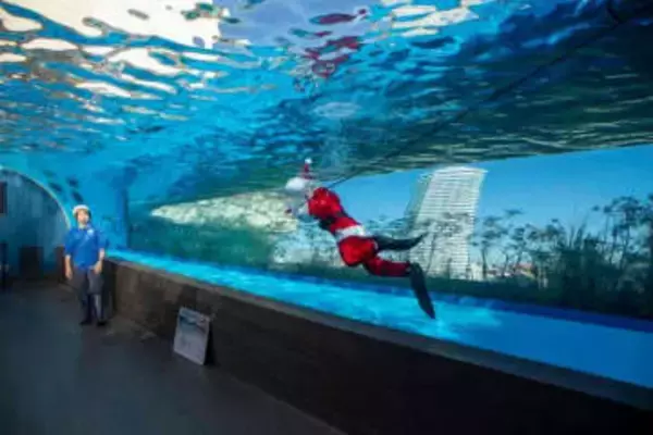 ヒゲが視界をふさぎ、裾に魚が群がる…水族館・サンタダイバーの舞台裏　衣装は“自作改造”、泳ぎ方にも工夫　過酷な屋外水槽は水温18℃