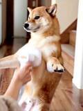 「柴犬の個性的すぎる姿で「ブラッシング要求」に、「すごい体幹」「中に人…？」」の画像1
