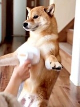 柴犬の個性的すぎる姿で「ブラッシング要求」に、「すごい体幹」「中に人…？」