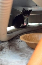給湯器の中に逃げ込んだ子猫、手が届かない→家主が一部を分解、連携プレーでつないだ小さな命「助けたい」一心で