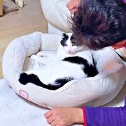 「猫は飼わない！」猛反対していたパパ→2年後の姿がこちら　犬派から一転、メロメロの様子に「結局いちばんハマるやつ」と共感の声