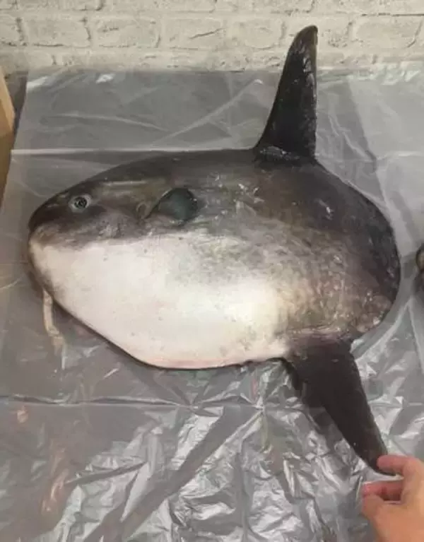 マンボウの骨格標本を作ってみたら→頭はデカいのに……驚愕の姿に、159万超表示　「尾びれどうなってるの？」「フグの仲間を実感」