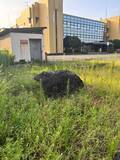 「日没後の草むらに黒い影　出没情報もあった地域　「気をつけてください、クマです」　通りかかった自転車のおじいさんに伝えると…」の画像1