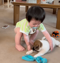 ヨチヨチの赤ちゃんだった孫と野犬の子犬、寄り添いながら成長した記録に「可愛くて幸せで尊い」「成長が少し寂しい」
