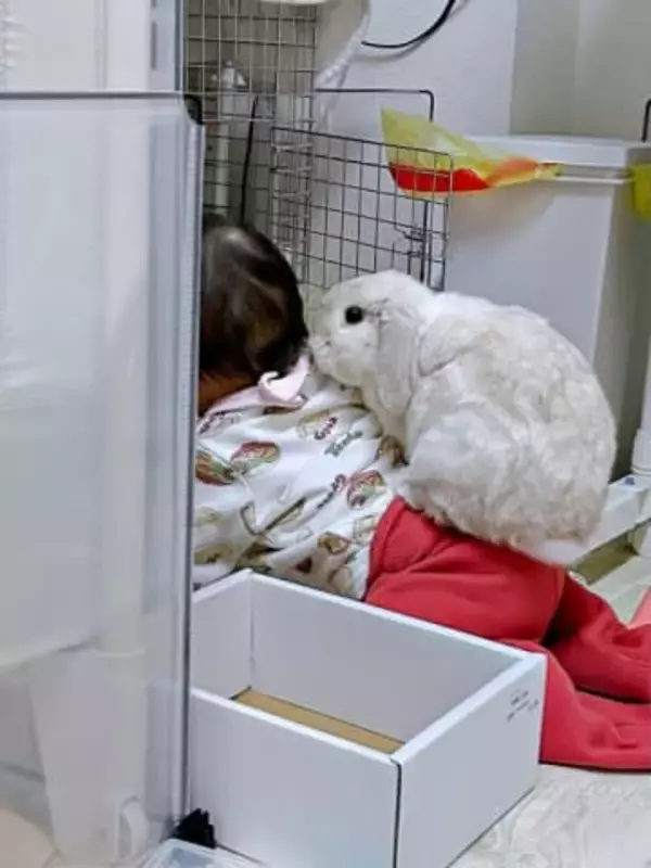 赤ちゃんがうさぎの部屋をのぞいたら…背中にちょこん　奇跡の1枚に「かわいい×2で優勝」「最高すぎ！」「仲良しさんなんですね」
