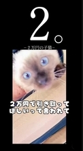 「このままでは危ない」八百屋の店先に置かれたケージの中の子猫　2万円で引き取ったら…次々と明らかになった過酷な経緯