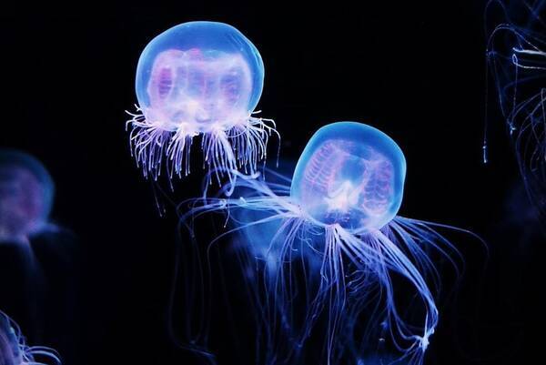 水族館でクラゲを見よう おすすめ水族館7つをピックアップ 19年8月29日 エキサイトニュース