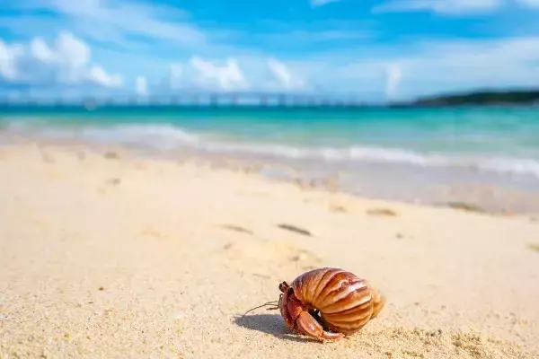 ヤドカリ投資とは？失敗しないための方法、メリット・デメリットを解説