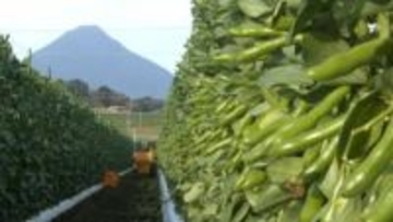 夫婦二人三脚でつくる「ソラマメの収穫」指宿市【亀ちゃんのかごしま撮った！】