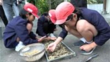 30年以上続くコメ作り　龍郷町秋名小学校で種まき　鹿児島