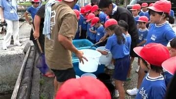 元気に育って　大和村･大和小 スジアラの稚魚放流　鹿児島