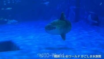 マンボウ死ぬ　かごしま水族館の人気者