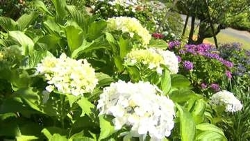 色鮮やかな初夏　平川町「桂花園」のアジサイ見頃迎える　鹿児島