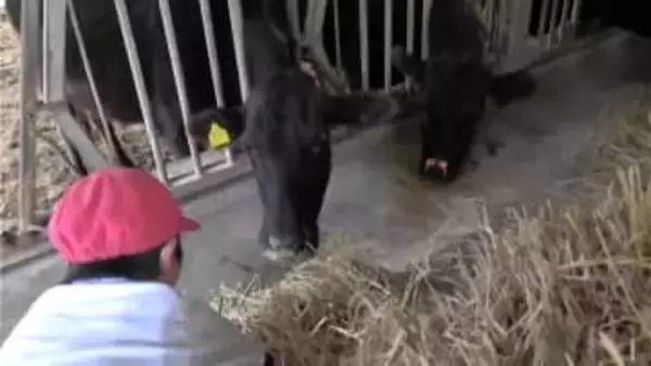 「ドキドキしながら触った」さつま町･鶴田小の児童が牛にエサやりなど体験　鹿児島