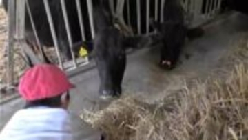 「ドキドキしながら触った」さつま町･鶴田小の児童が牛にエサやりなど体験　鹿児島