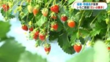 暖房費だけで月50万円…いちご農園を襲う物価高騰の波　「笑顔で楽しんでほしい」値上げ幅は最小限に