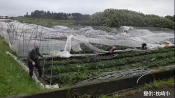 ビニールハウス17棟倒壊　突風か?気象庁が現地調査へ　31日未明に20.7mの最大瞬間風速　鹿児島・枕崎市