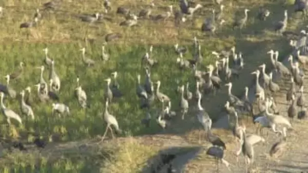 今シーズンは1万3319羽のツルが飛来　鹿児島・出水平野