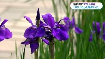 「紫のキリっとした色が良い」アヤメの花が見頃　鹿児島市
