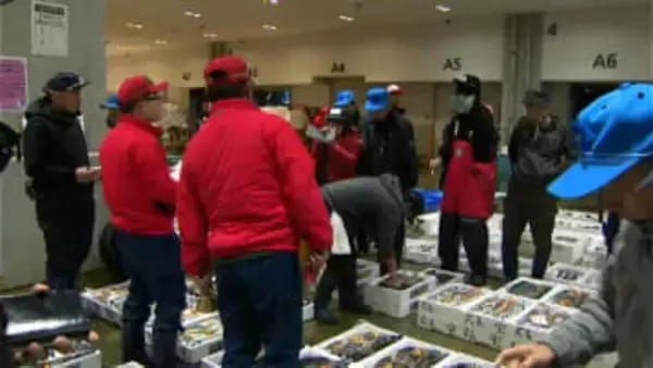 高値は12万円超のキハダマグロ　鹿児島市魚類市場で初競り