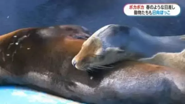 「ポカポカで動物園日和」気温急上昇し平川動物公園では日向ぼっこをする動物たちも　鹿児島