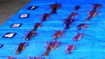 123匹のイセエビを密漁　派遣社員の男2人を逮捕　鹿児島・指宿港近く