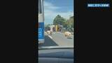 「豚10頭が国道で逃げる　トラックと軽乗用車が接触する事故　トラック横転で荷台の豚が…　鹿児島・南さつま市」の画像1