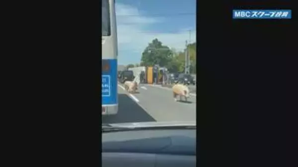 豚10頭が国道で逃げる　トラックと軽乗用車が接触する事故　トラック横転で荷台の豚が…　鹿児島・南さつま市