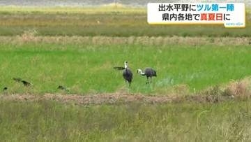 出水平野に冬の訪れ告げるツル今季初飛来　県内各地で真夏日も