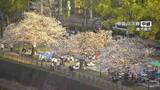 「鹿児島で「桜満開」発表　甲突川には花見客」の画像1