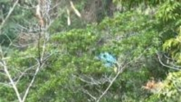 徳之島の山で妻殺害し遺棄した疑い　会社員の男(58)緊急逮捕　親族の110番通報で発覚　鹿児島