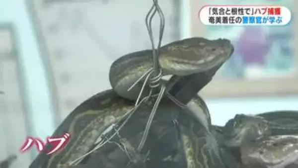 「猛毒ハブを捕獲せよ！」奄美署の新任警察官が捕獲訓練　“気合と根性”で島民を守る