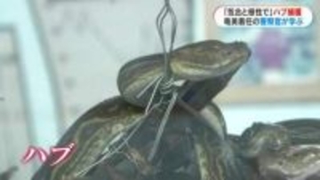 「猛毒ハブを捕獲せよ！」奄美署の新任警察官が捕獲訓練　“気合と根性”で島民を守る