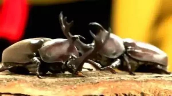 自慢のカブトムシ持ち寄り相撲大会　ほかにも競歩や力くらべなど4種目　子ども600人が真剣勝負