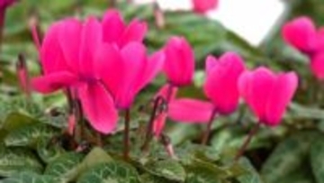 農芸高校の生徒たちが育てたシクラメンが大人気