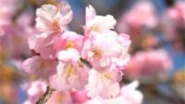 春めく暖かな日　カワヅザクラ5分咲きの木も　鹿児島