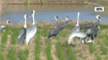 鹿児島で今季初　野鳥から高病原性鳥インフル検出　野鳥の監視強化