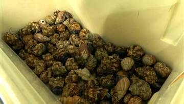 オカヤドカリ密猟の中国籍の男2人の公判　鹿児島