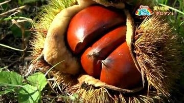 秋の味覚クリの収穫　湧水町【亀ちゃんのかごしま撮った！】