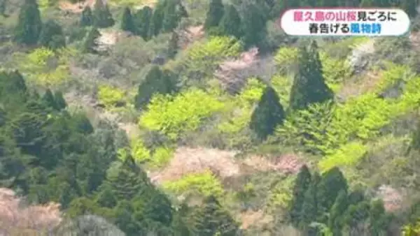 世界遺産・屋久島の山桜が見頃「絨毯みたいできれい」白谷雲水峡登山　鹿児島