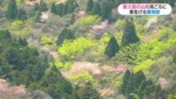 世界遺産・屋久島の山桜が見頃「絨毯みたいできれい」白谷雲水峡登山　鹿児島