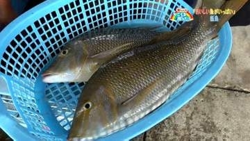 「若手漁師で賑わう甑島・鹿島漁港」【亀ちゃんのかごしま撮った！】