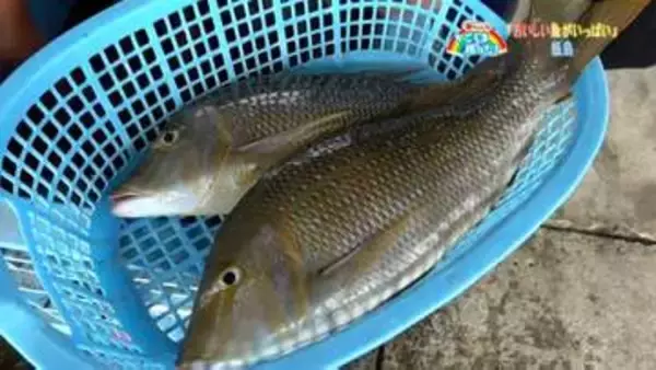 「若手漁師で賑わう甑島・鹿島漁港」【亀ちゃんのかごしま撮った！】