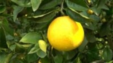 特産のサワーポメロ　たわわに実る　鹿児島・いちき串木野市【かごしま南北600キロ】