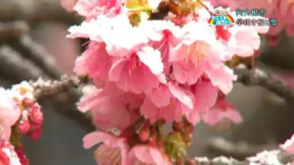 「早咲き桜と雪」阿久根市・鹿児島【亀ちゃんのかごしま撮った！】