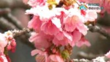 「早咲き桜と雪」阿久根市・鹿児島【亀ちゃんのかごしま撮った！】
