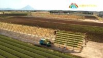 寒さが醸す冬の風物詩「大根のやぐら干し」南九州市【亀ちゃんのかごしま撮った！】